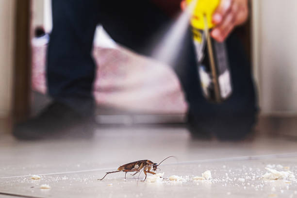 Best Affordable Pest Control Services  in Hampton, IL